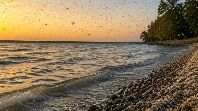 Revival of Mayfly Swarms: A Positive Sign for Lake Erie Ecosystem